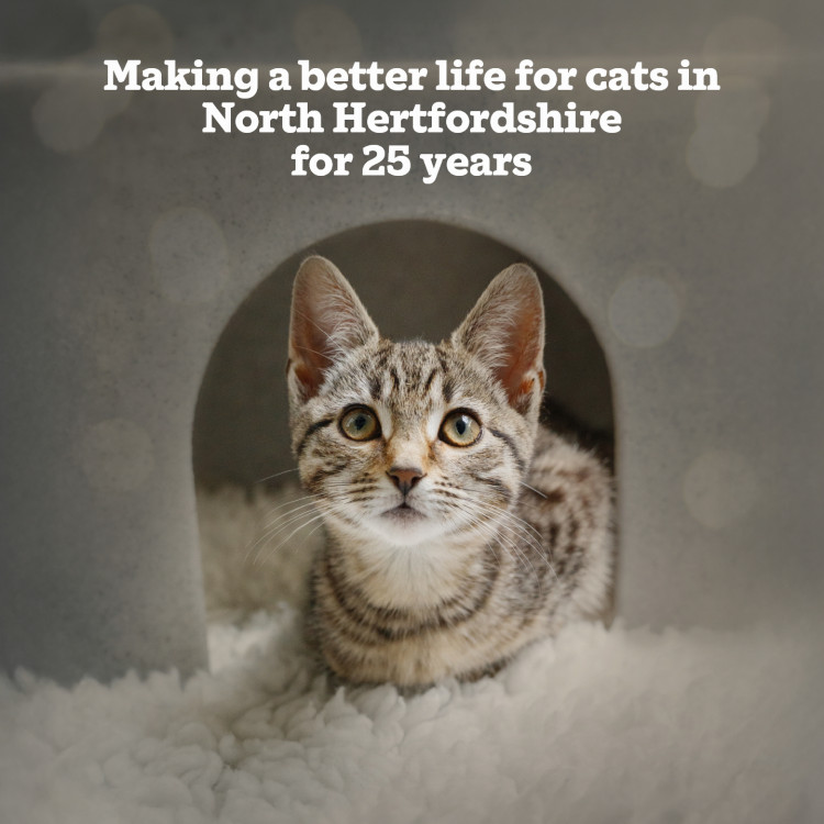 Afternoon Tea Celebrating 25 Years of North Herts Cats Protection