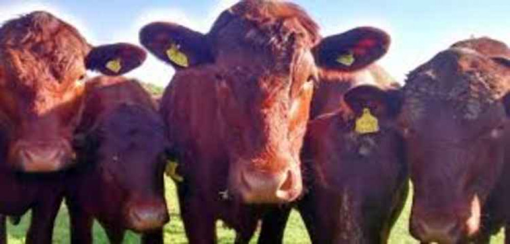 Curious cows in Freston