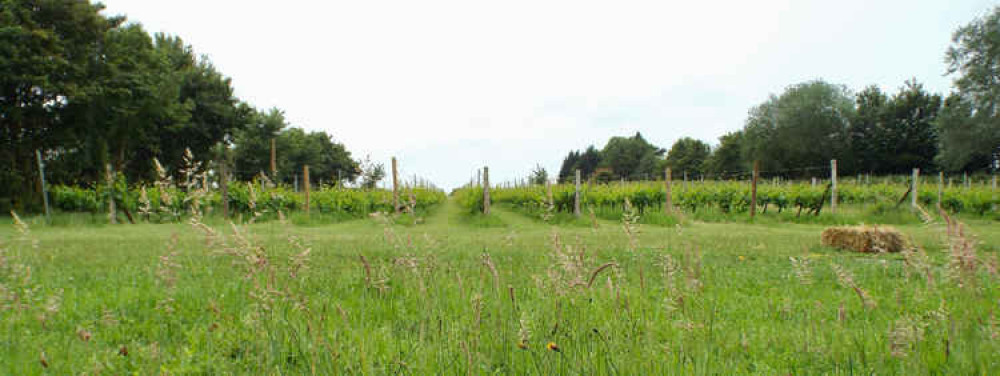 Vines alongside public path at Frogs Alley