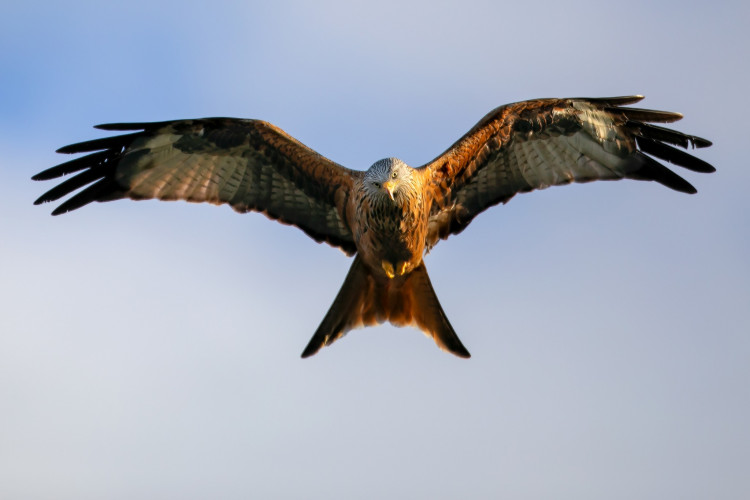 Thameside Birds of Prey Thameside Birds of Prey
