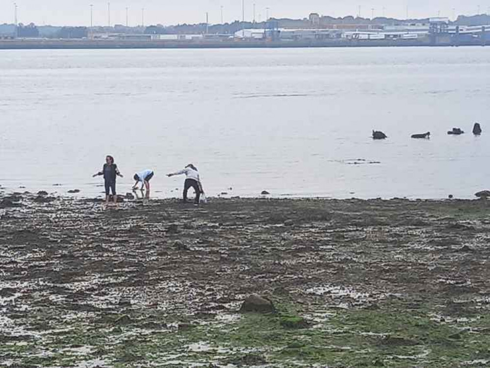 Recent foragers on Shotley foreshore