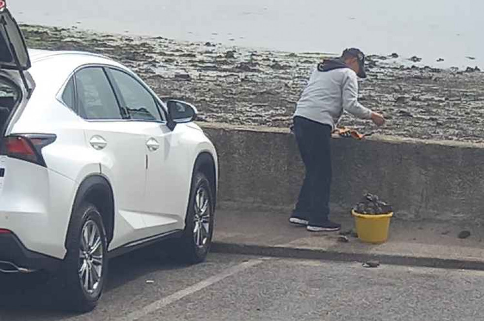 Man sorting large buckets of oysters taken from beach