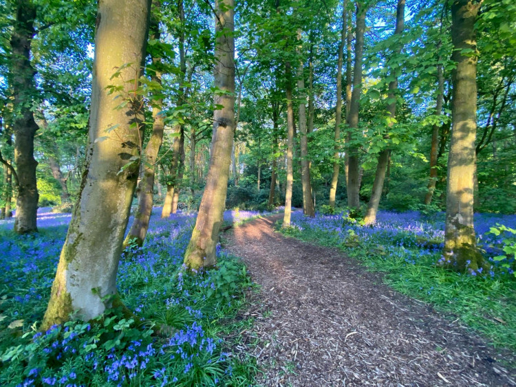 Lots happening in Alsager this weekend. (Photo: Alsager Harlequins)
