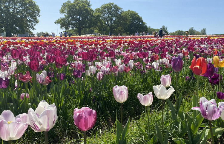 Tulleys Tulip festival comes to Warwickshire (images via Nadia Sayed)