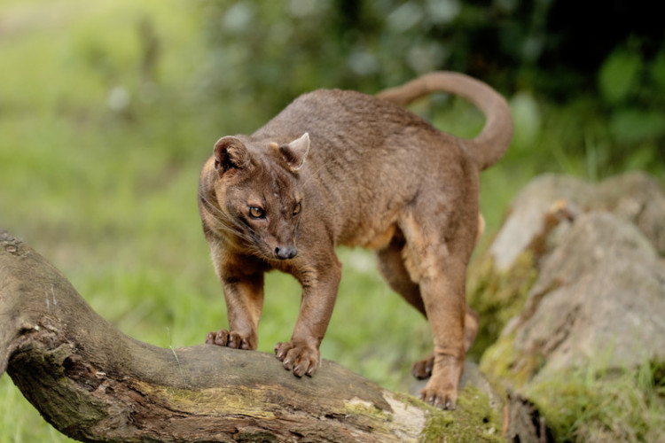 An endangered Malagasy fossa has arrived at Chester Zoo (Image via: Chester Zoo)