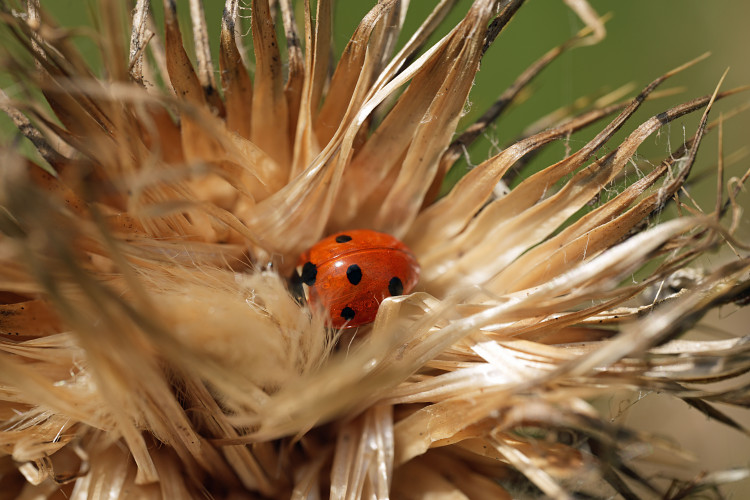 Last year's winner 'Sleeping Ladybird' (images Via Steve Blake) 