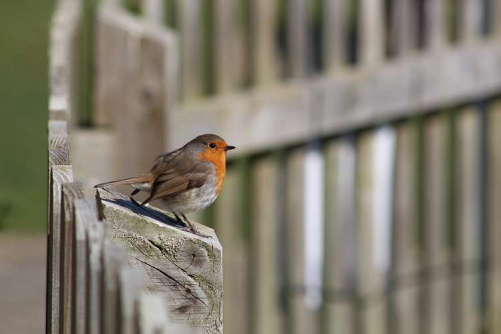 Cheeky Robin pic is one of Julie's favourites