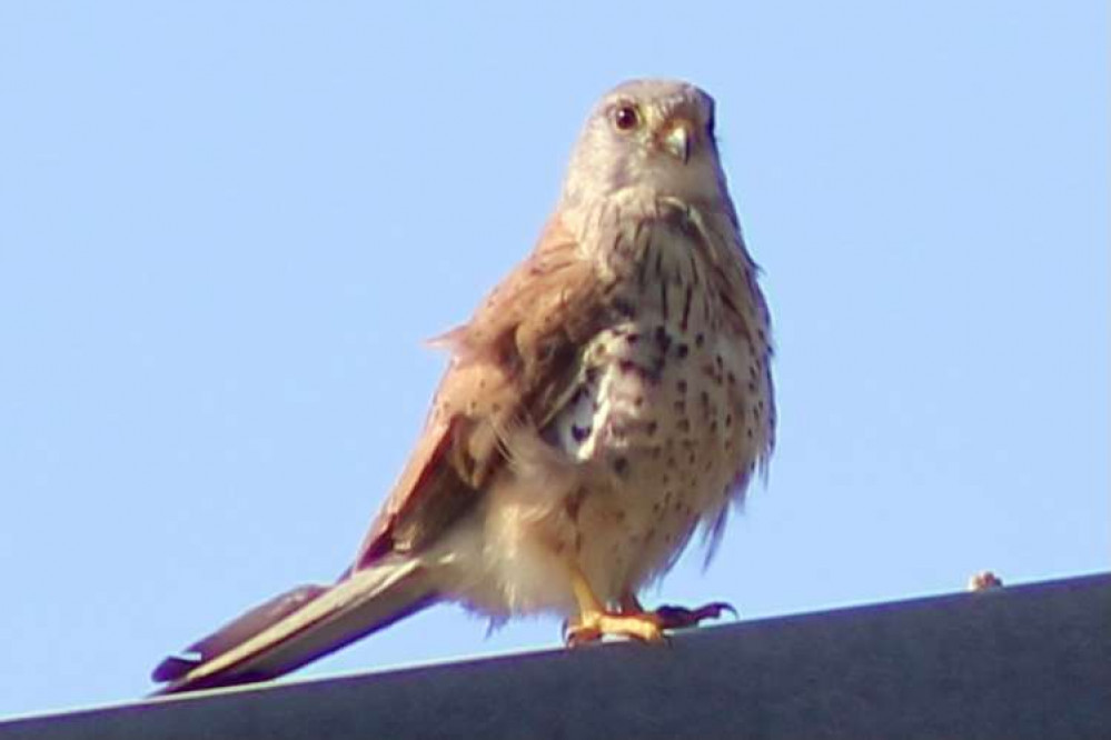 Kestrel up close