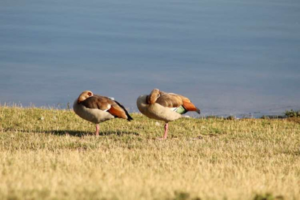 Geese at Alton Water