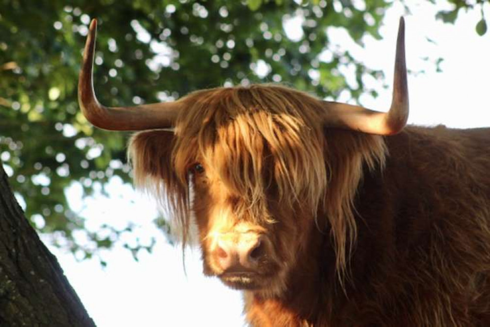 Highland Moo