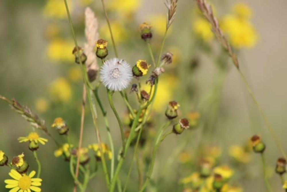 Mellow yellow from Julie