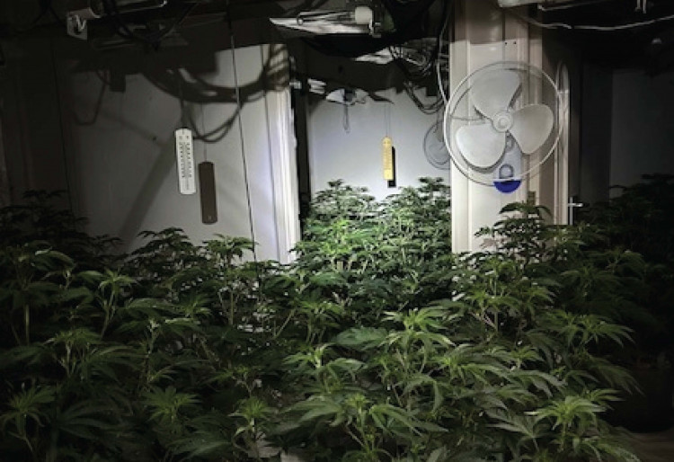 A cannabis farm has been discovered at a former bank in Macclesfield (Credit: Cheshire Police)