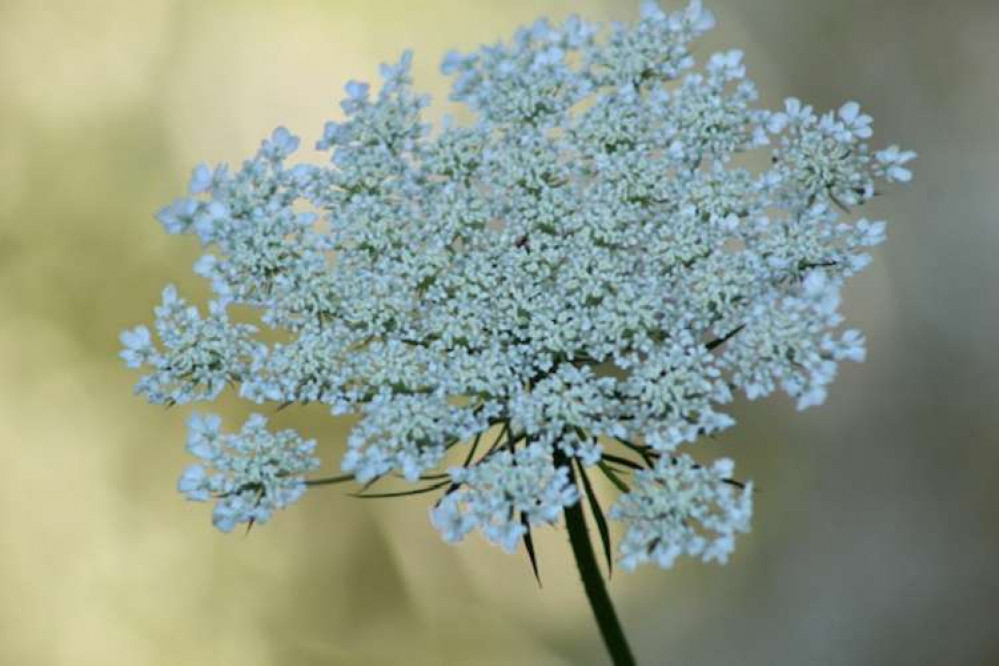 Bouquet of beauty on the peninsula