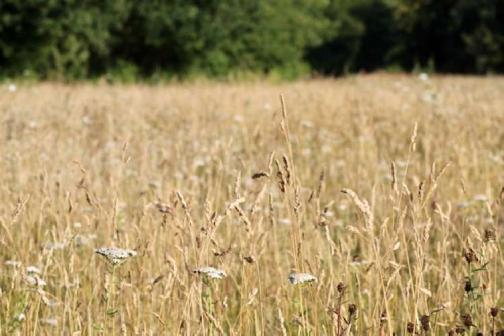 Fields of crops forever changing