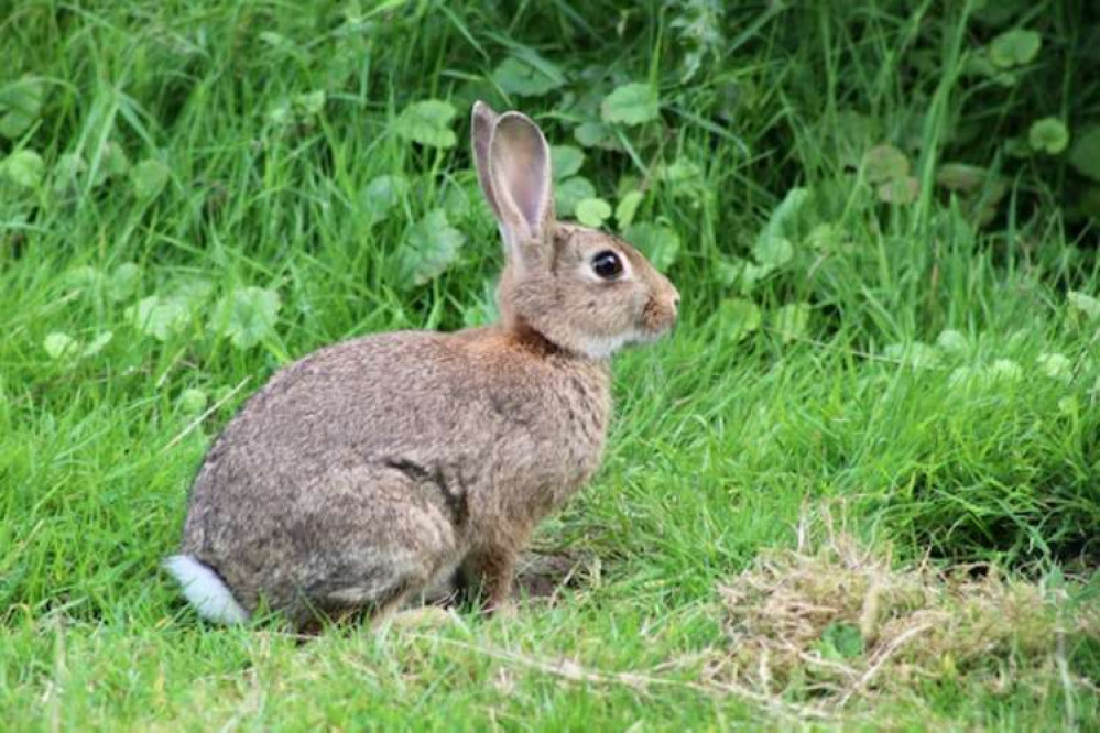 Rabbit posing for Julie