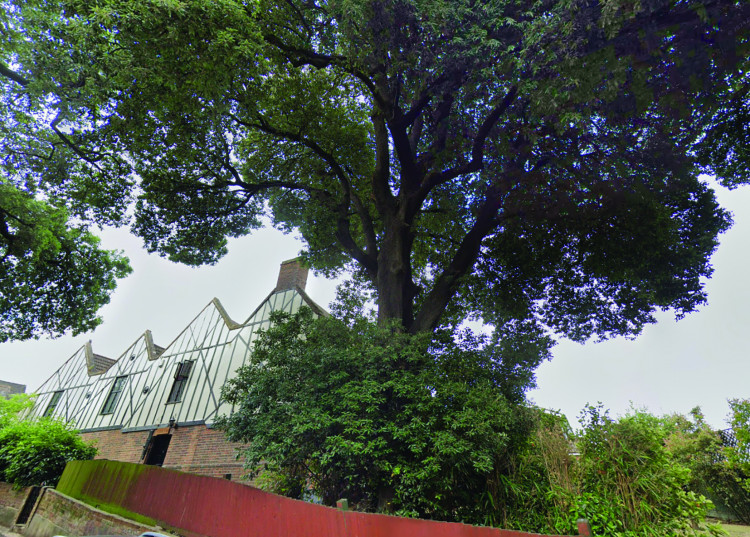 The oak tree in the garden at Grices.
