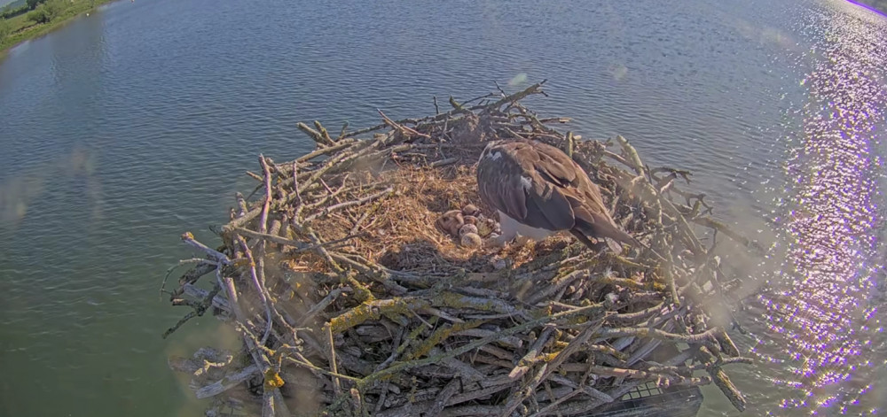 Maya the Rutland Osprey has welcomed her first two chicks this weekend (Photo: Rutland Osprey Project) Maya the Rutland Osprey has welcomed her first two chicks this weekend (Photo: Rutland Osprey Project)