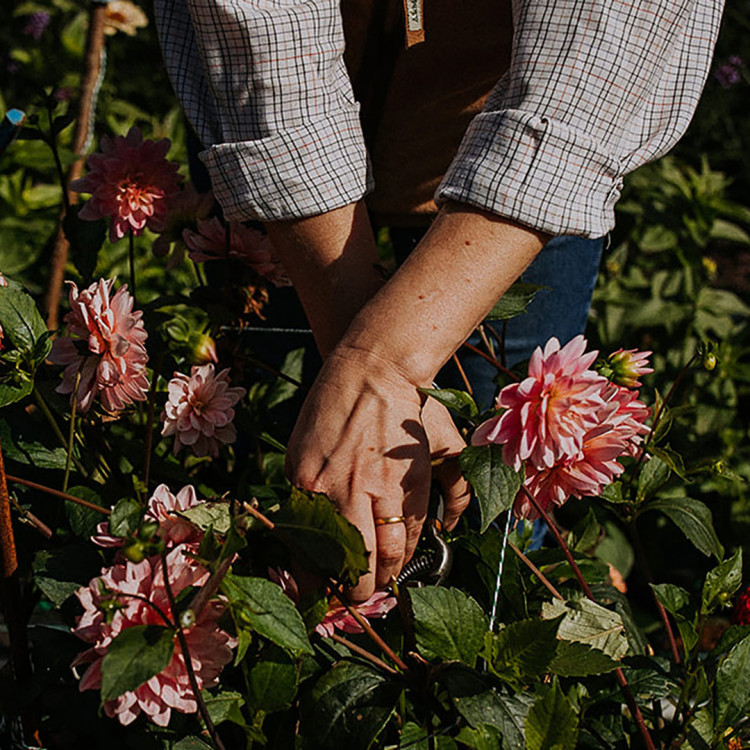 Dahlia workshop Dahlia workshop