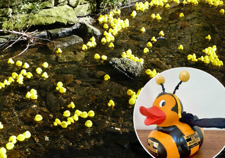 The much-loved Bramhall Duck Race will return to Bramhall Park on Sunday 18 May 2025 - here's some more details on what to expect (Images - inset: Worker Bee Markets main: Immanuel Giel / public domain)