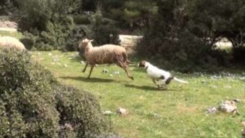 Dog casing sheep (Nub News library picture)