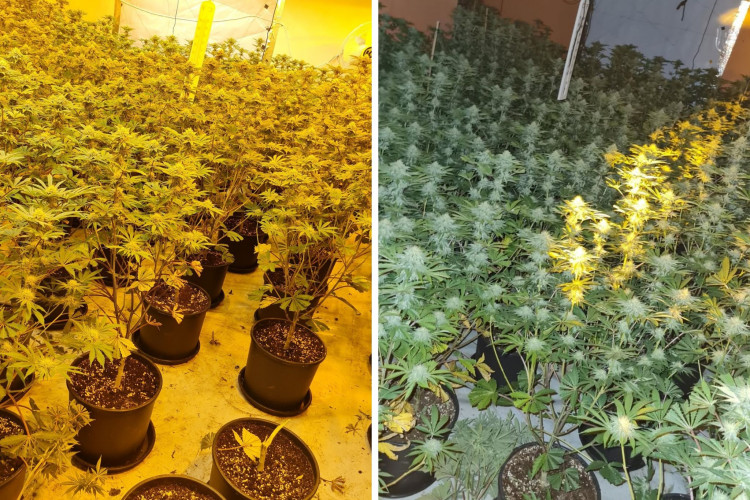 The cannabis grow was uncovered in Longton this morning. (Staffordshire Police)
