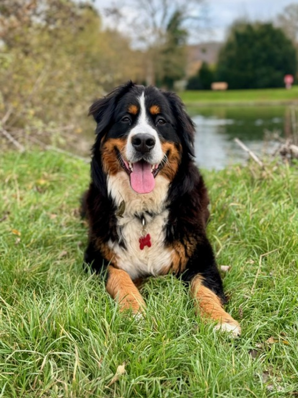 Rain is back on her feet again thanks to Davies Veterinary Specialists in Hitchin. Rain is back on her feet again thanks to Davies Veterinary Specialists in Hitchin.