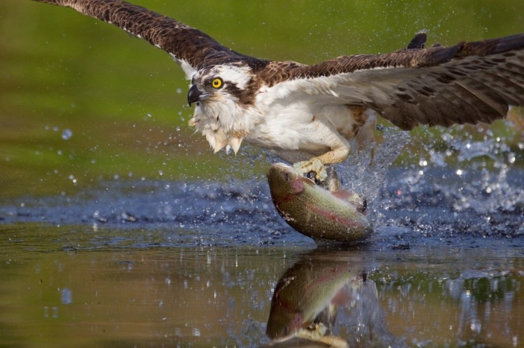 Leicestershire and Rutland Wildlife Trust is hiring an Information Assistant to teach visitors about the osprey (Photo: Peter Cairns)