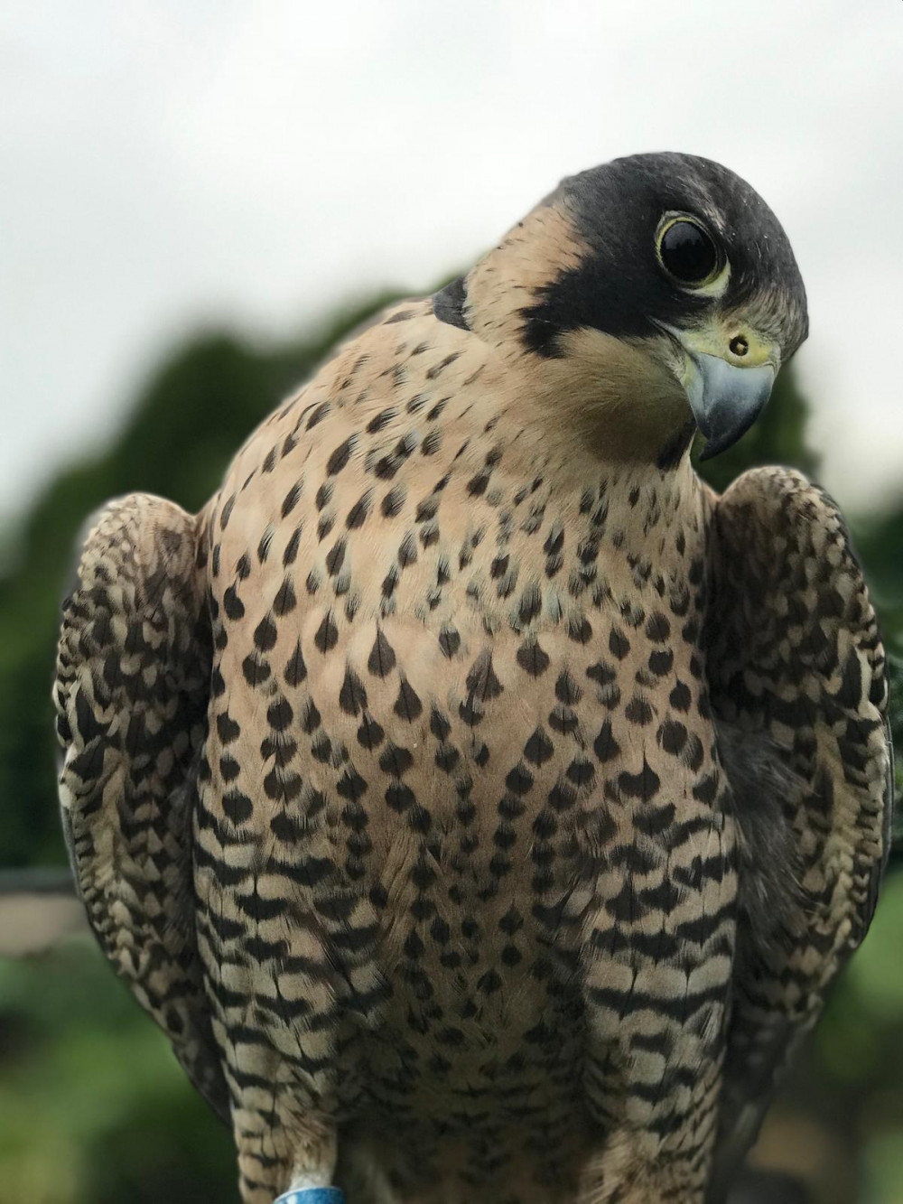 British Nature Educational Animal Encounters British Nature Educational Animal Encounters