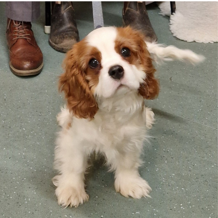 Puppy Training Classes