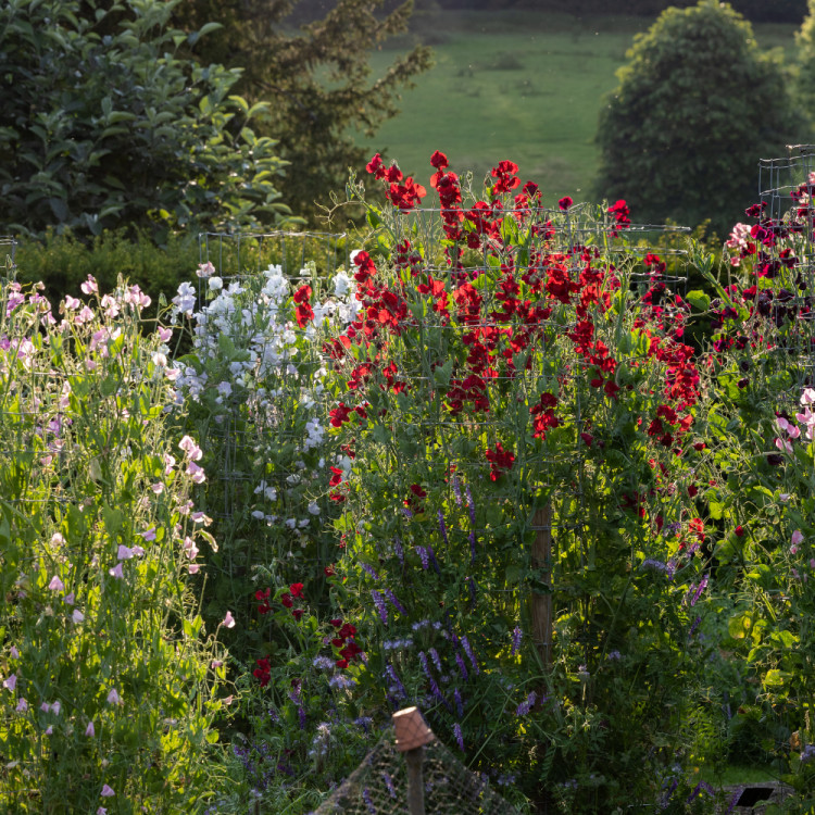 Growing Successful Sweet Peas Workshop Growing Successful Sweet Peas Workshop