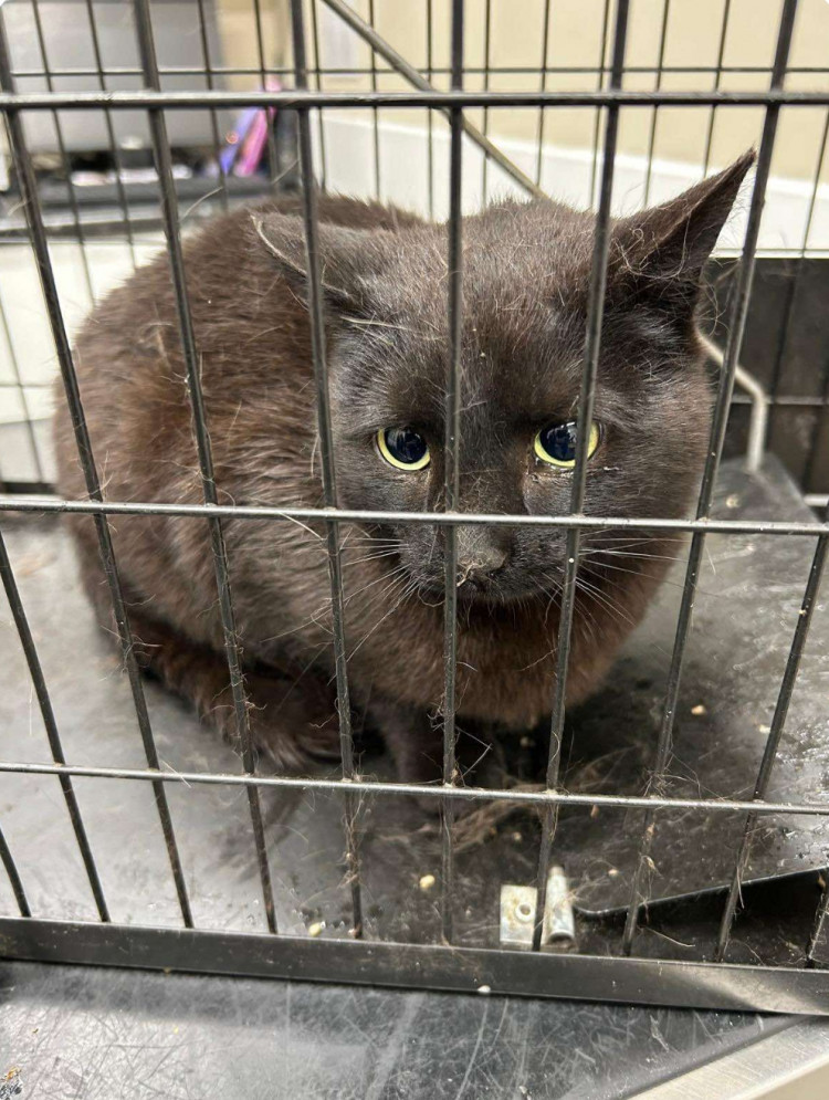 Animal welfare charities are working together to help support a huge feral cat colony in Middlewich. (Photo: RSPCA)