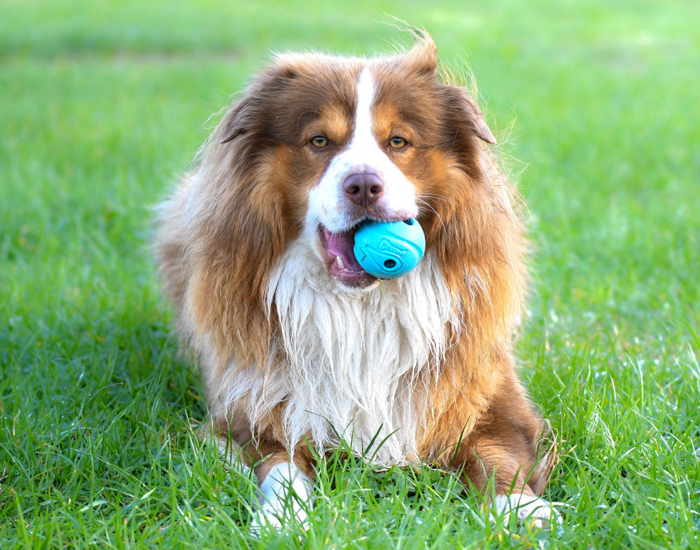 Did you know a barking dog could land you in court? (Photo: RSPCA) Did you know a barking dog could land you in court? (Photo: RSPCA)
