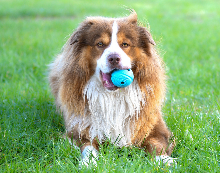 Did you know a barking dog could land you in court? (Photo: RSPCA)