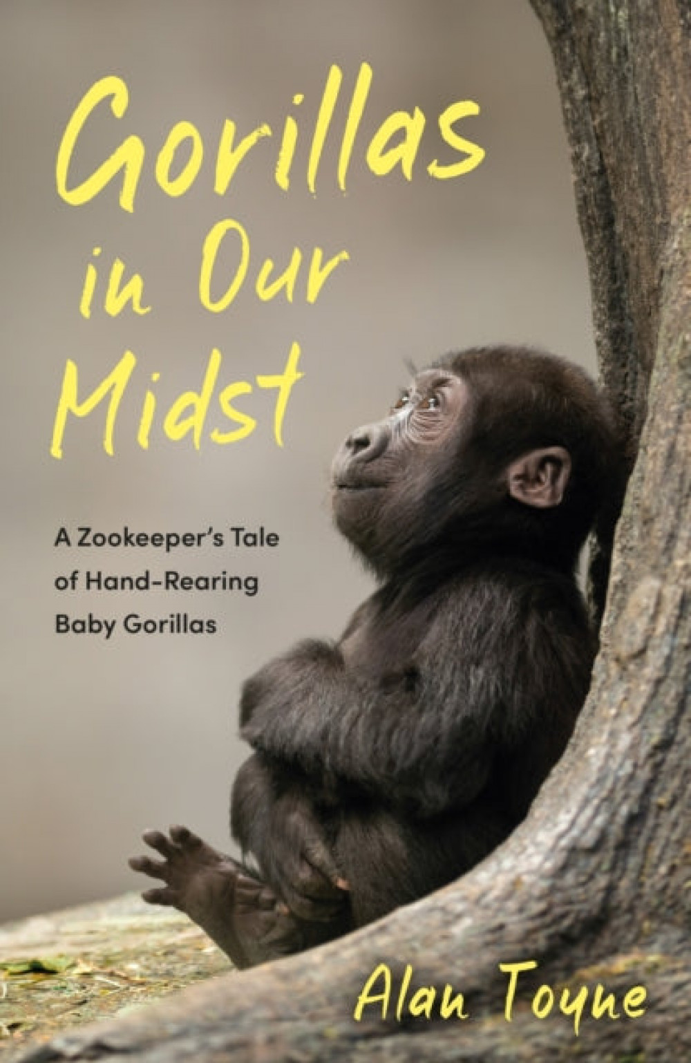 Gorillas in Our Midst: A Zookeeper's Tale of Hand-Rearing Baby Gorillas Gorillas in Our Midst: A Zookeeper's Tale of Hand-Rearing Baby Gorillas