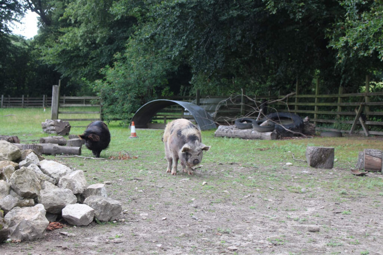 Ferne Animal Sanctuary, Wambrook, Chard, Somerset, TA20 3DH