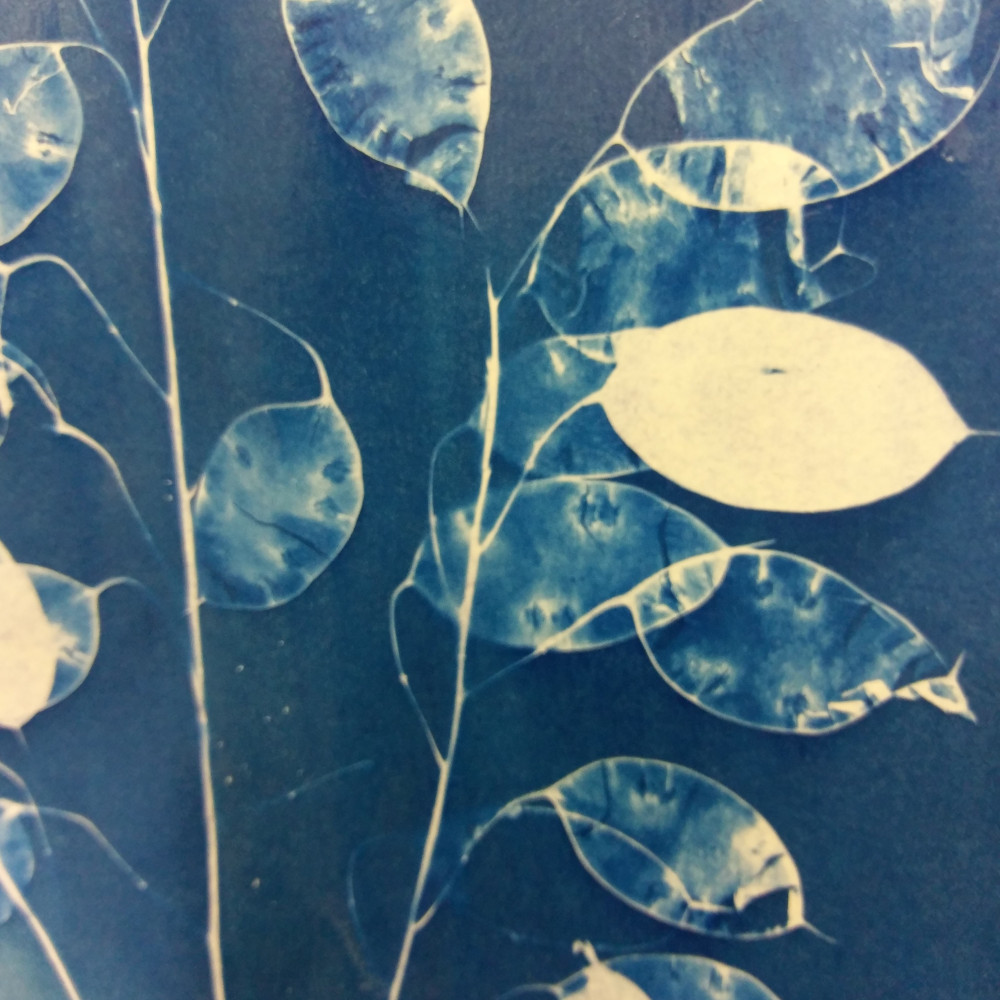Introduction to Cyanotype: Sunprinting Introduction to Cyanotype: Sunprinting
