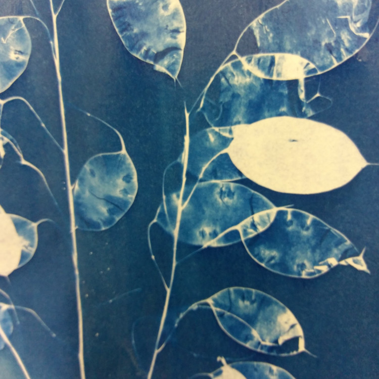 Introduction to Cyanotype: Sunprinting Introduction to Cyanotype: Sunprinting
