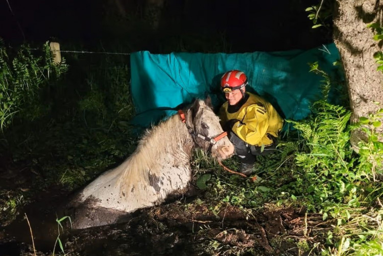 Olaf the pony has been rescued from a muddy bog (Credit: CFRS)