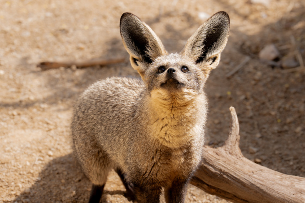 The species is named after its distinctive oversized ears (Image via: Chester Zoo) The species is named after its distinctive oversized ears (Image via: Chester Zoo)