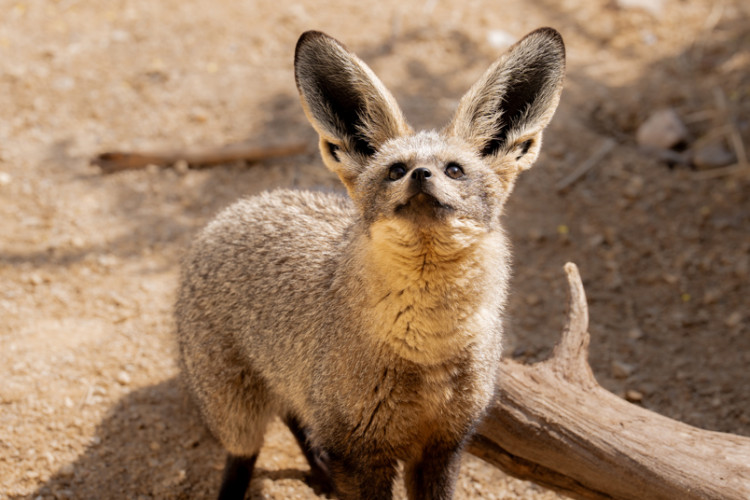 The species is named after its distinctive oversized ears (Image via: Chester Zoo)