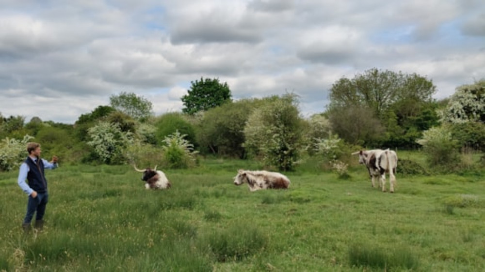 One cow, two cows, three cows…. One cow, two cows, three cows….