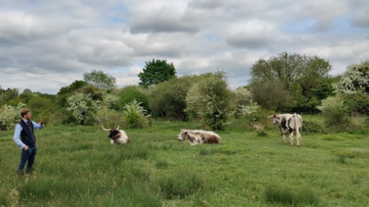 One cow, two cows, three cows…. 