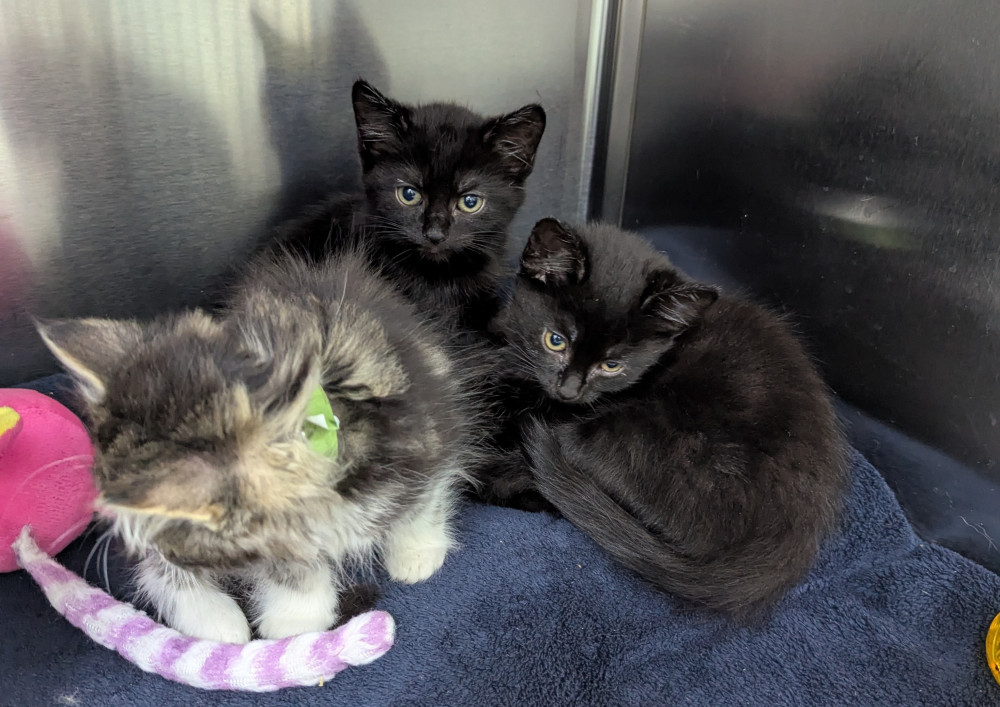 The cats were left in a layby off Balsall Street near Temple Balsall (image via RSPCA) The cats were left in a layby off Balsall Street near Temple Balsall (image via RSPCA)