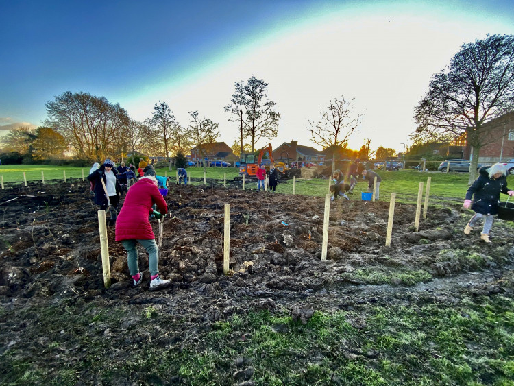 Ashby's Tiny Forest was planted at Western Park 18 months aho. Photos: Ashby Nub News