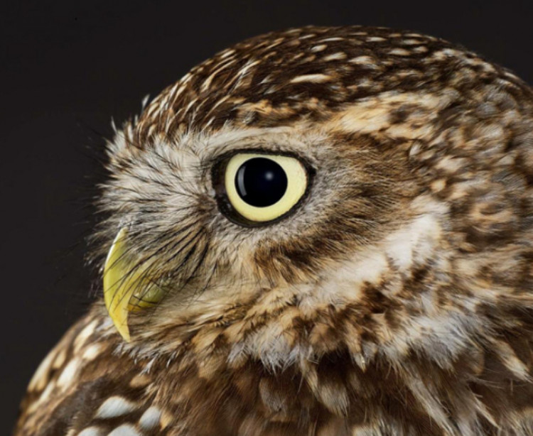 Owls at Standalone Farm 