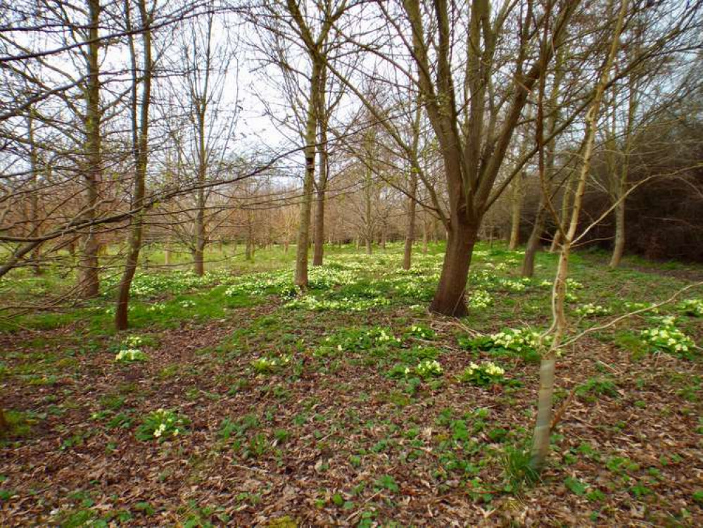 Plant a tree at Golden Wood in Shotley for your baby