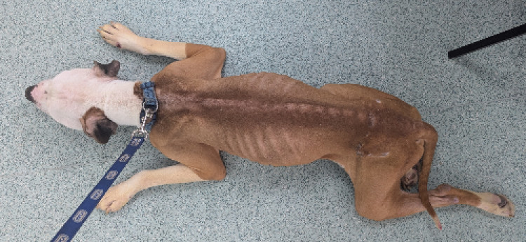 The dog had to be put down even after vet treatment (image via RSPCA)