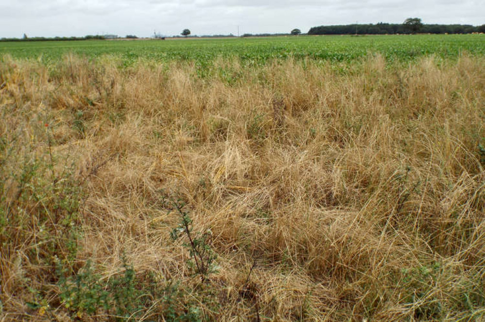 A field on the peninsula which could be ripe for development