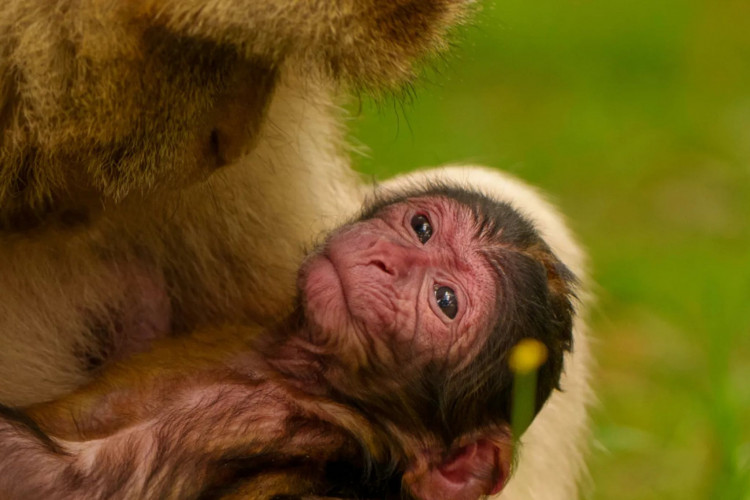 Three Barbary macaque monkeys have been born. (Trentham Monkey Forest)