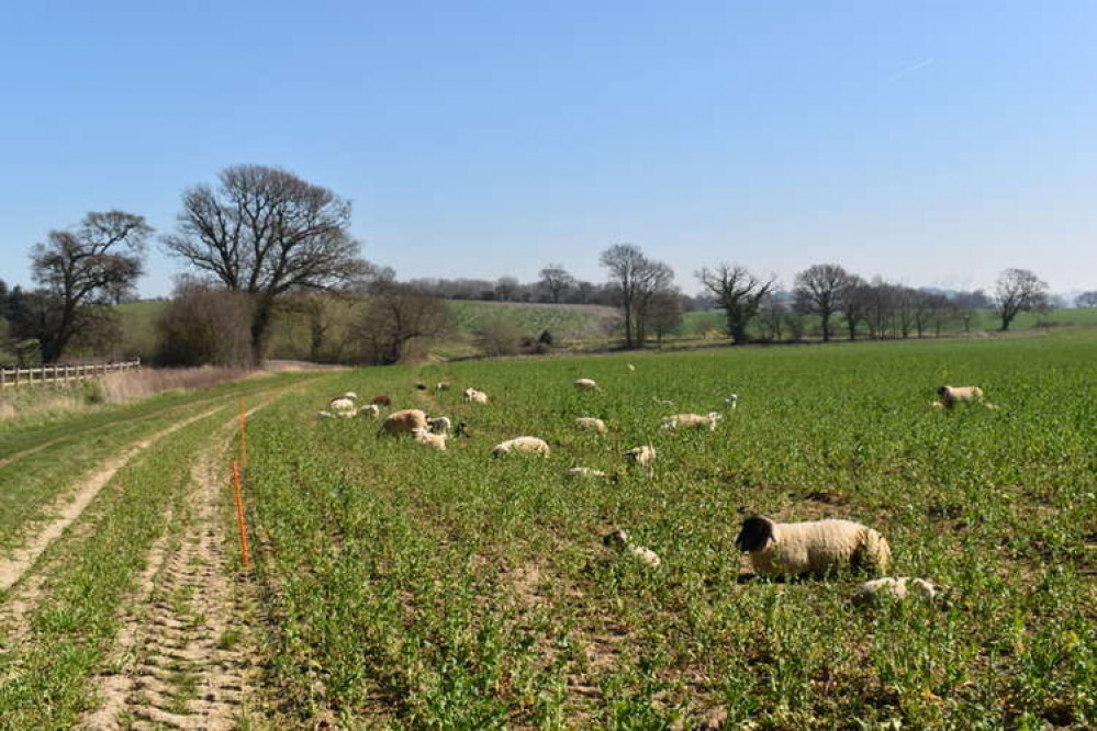 Sheep grazing on arable land south of Erwarton village - Credit: Simon Mortimer - geograph.org.uk/p/6821485